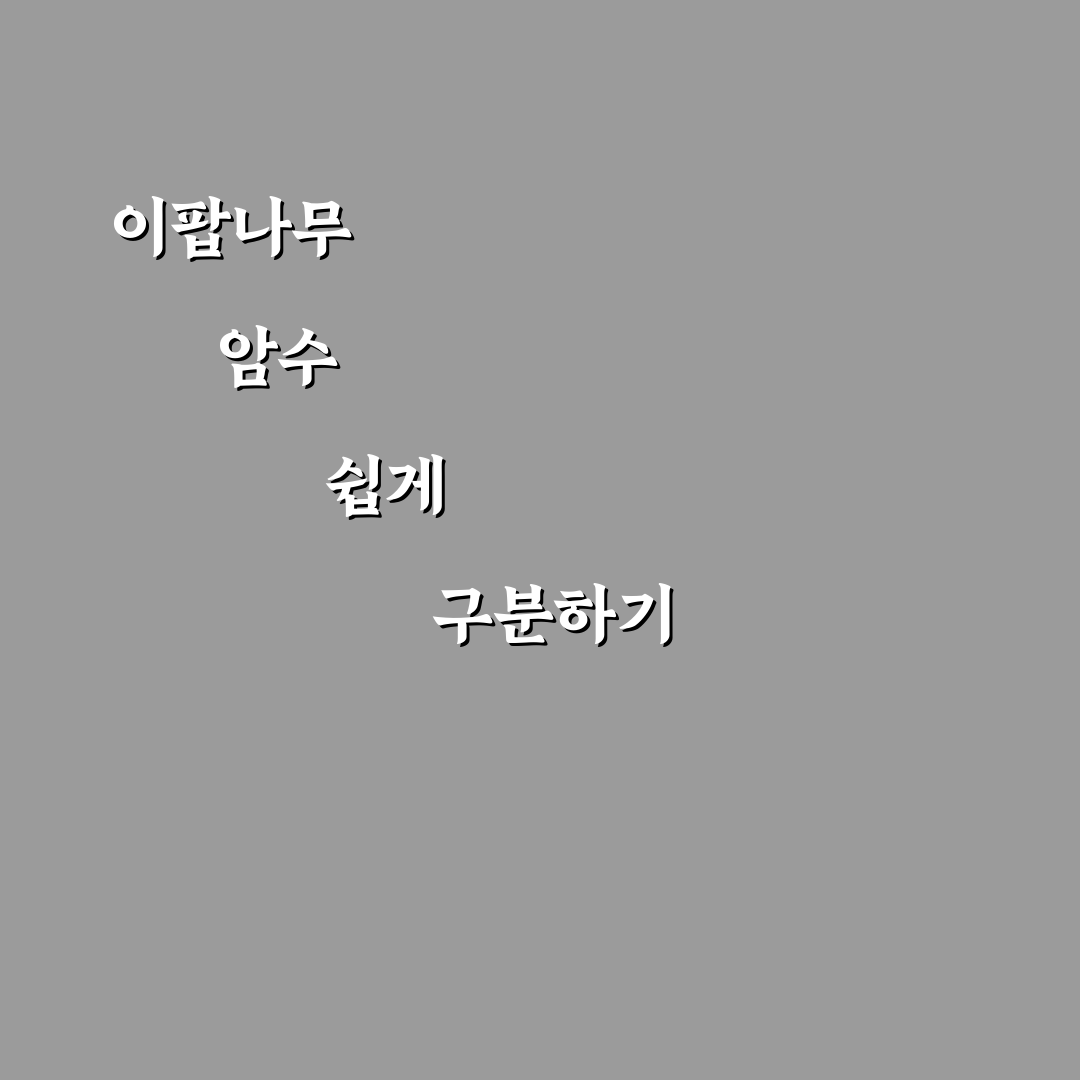 이팝나무 암수 구별법과 키우기 꿀팁 알려드려요